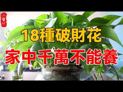 九重葛禁忌|【八房九重葛風水】八房九重葛毀運勢！植物風水禁忌大公開